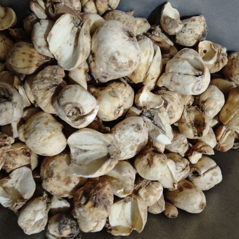 伊贝母中药材新疆贝母无硫精品挑选手选大颗粒