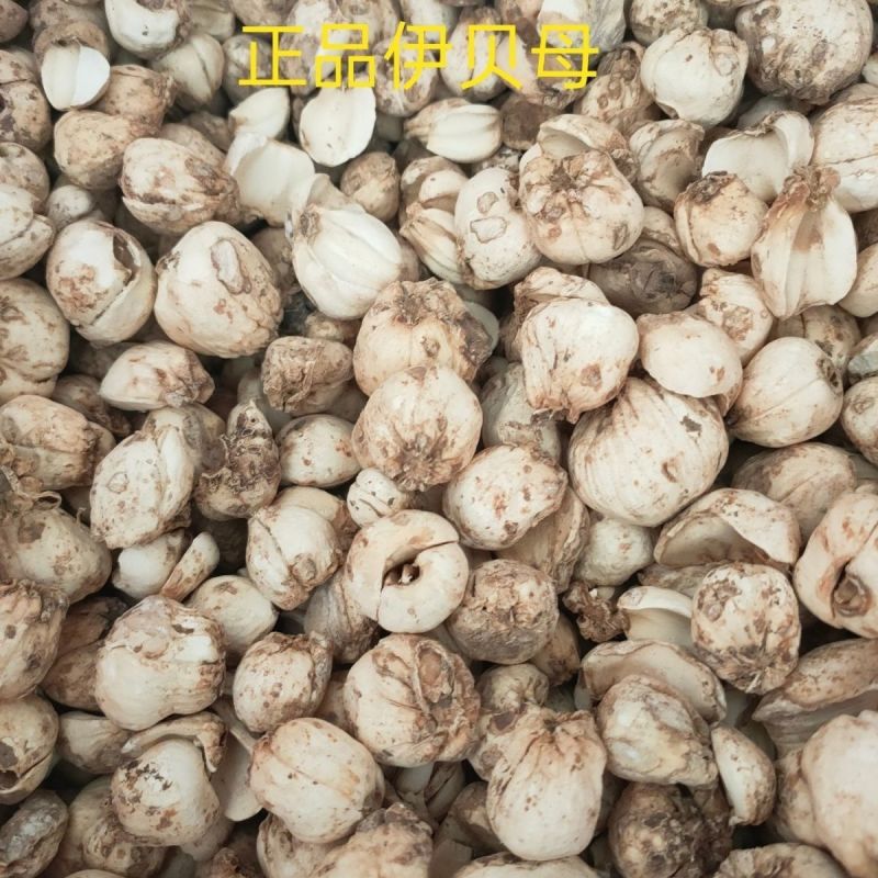 伊贝母中药材新疆贝母无硫精品挑选手选大颗粒