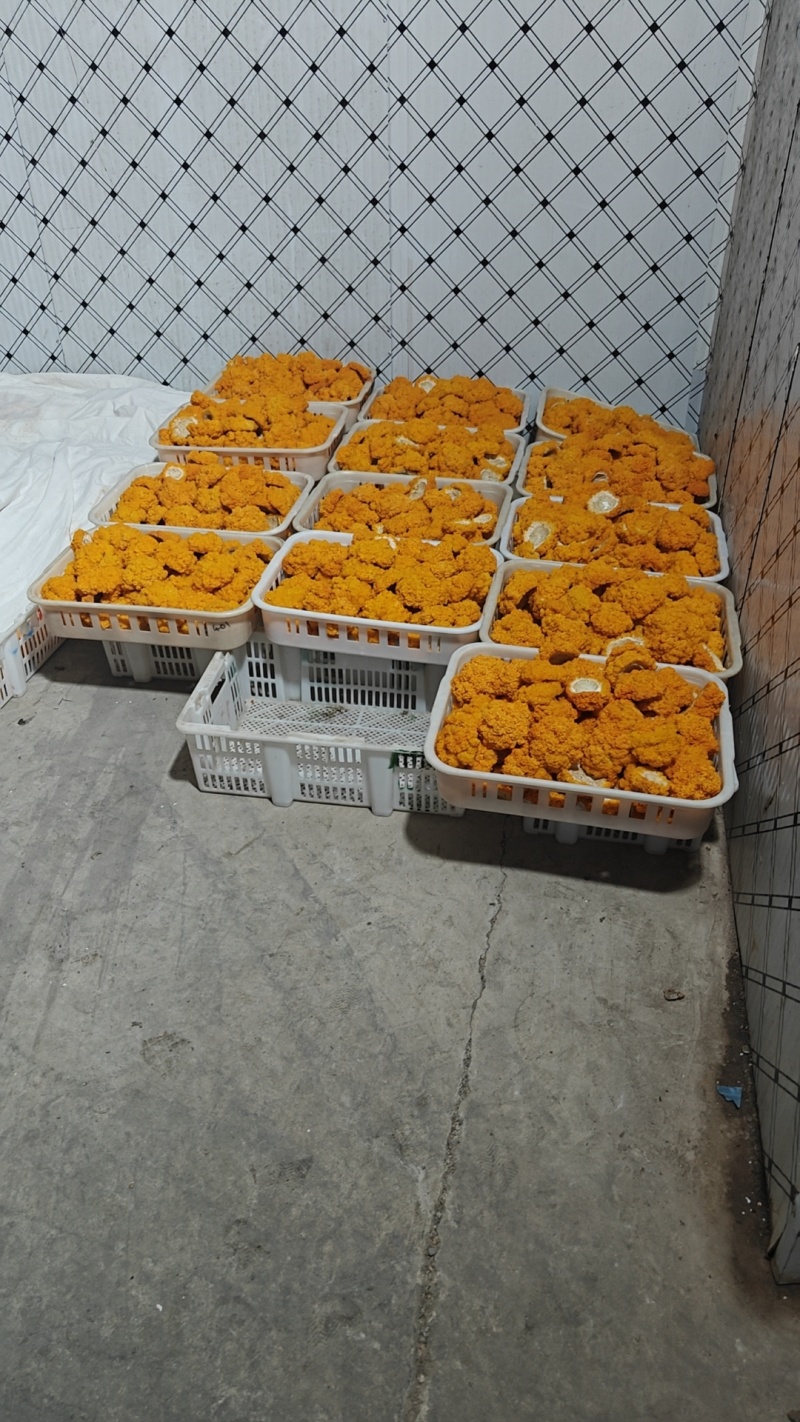 金耳菌鲜品