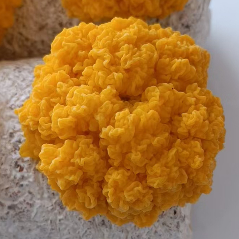 金耳菌鲜品