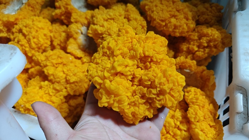金耳菌鲜品