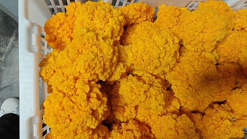 金耳菌鲜品