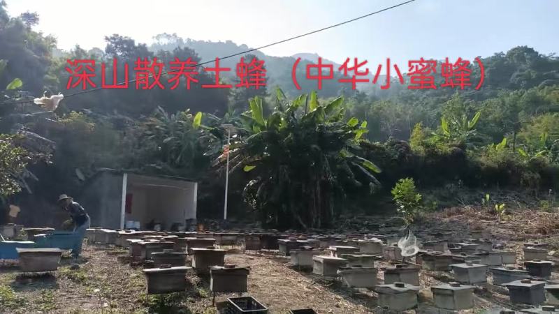 深山散养土蜂冬蜜（鸭脚木和野桂为主）