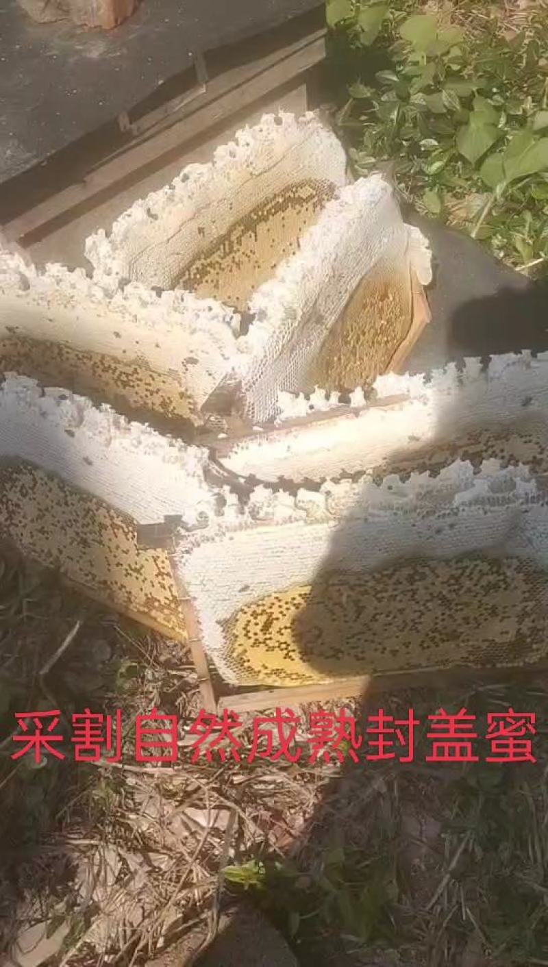 深山散养土蜂冬蜜（鸭脚木和野桂为主）