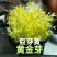新款菜品上市：豆芽黄/黄金芽（口感：清脆爽口、香甜滑口）
