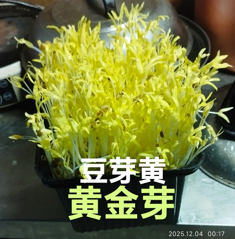 新款菜品上市：豆芽黄/黄金芽（口感：清脆爽口、香甜滑口）
