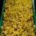 新款菜品上市：豆芽黄/黄金芽（口感：清脆爽口、香甜滑口）