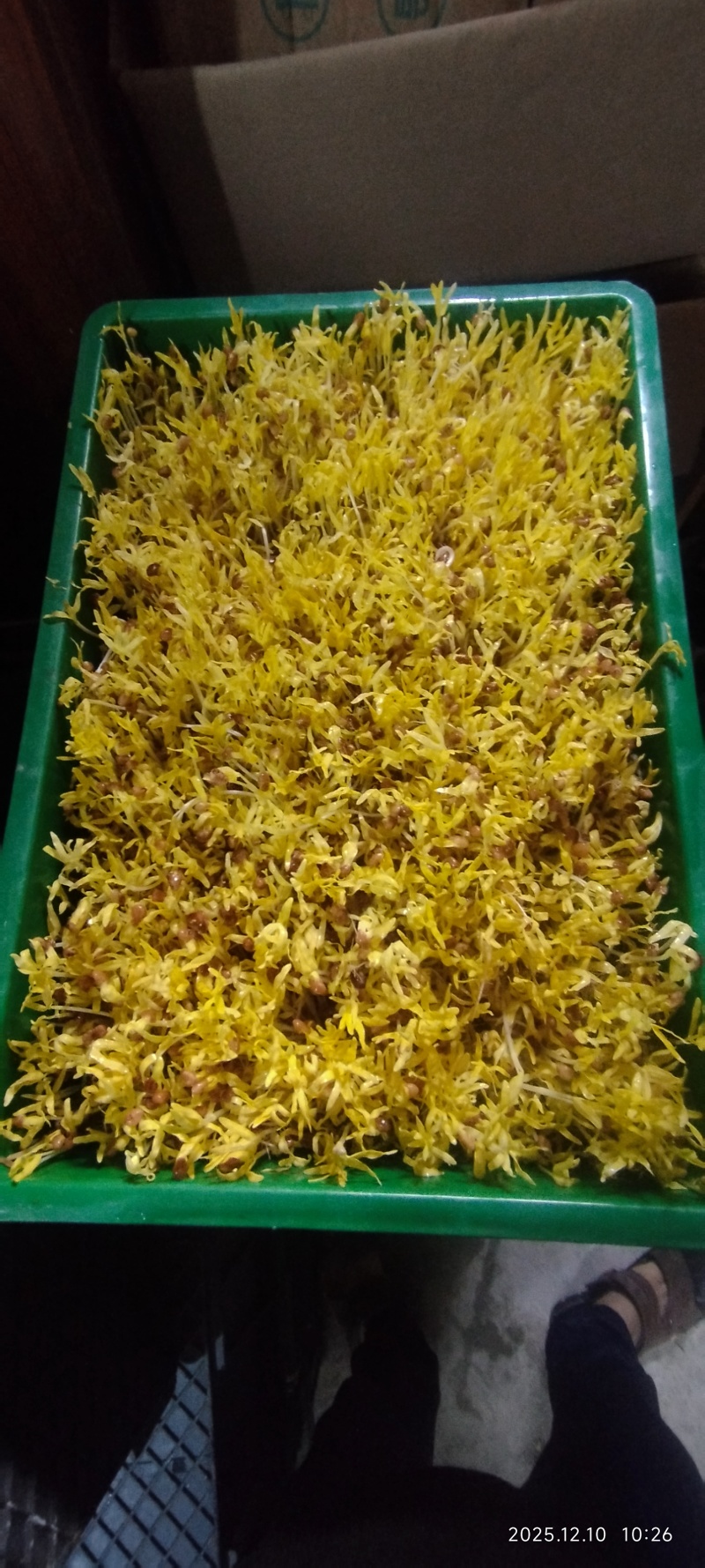 新款菜品上市：豆芽黄/黄金芽（口感：清脆爽口、香甜滑口）