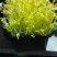 新款菜品上市：豆芽黄/黄金芽（口感：清脆爽口、香甜滑口）