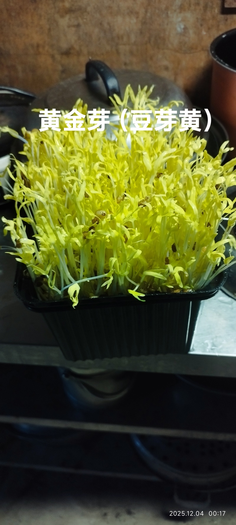 新款菜品上市：豆芽黄/黄金芽（口感：清脆爽口、香甜滑口）