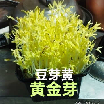 新款菜品上市：豆芽黄/黄金芽（口感：清脆爽口、香甜滑口）