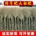 家用竹扫把庭院室外马路环卫扫帚芒草笤帚扫地定制加厚竹