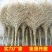 家用竹扫把庭院室外马路环卫扫帚芒草笤帚扫地定制加厚竹