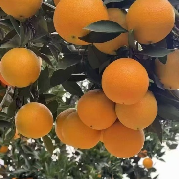 正宗秭归纽荷尔脐橙产地支持批发零售电商一件代发量大从优