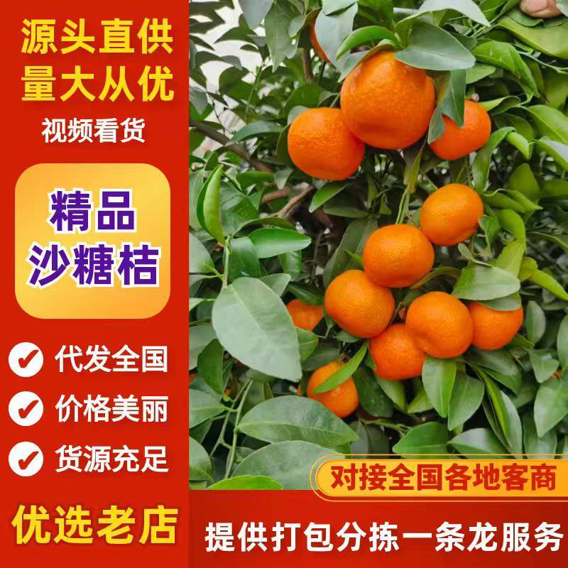 四川正宗沙糖桔，产地直发，质量保证，诚信经营，长期合作