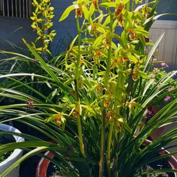 开花浓香的原生蕙兰九节兰下坡兰花苗耐寒皮实易活带花苞多购优惠