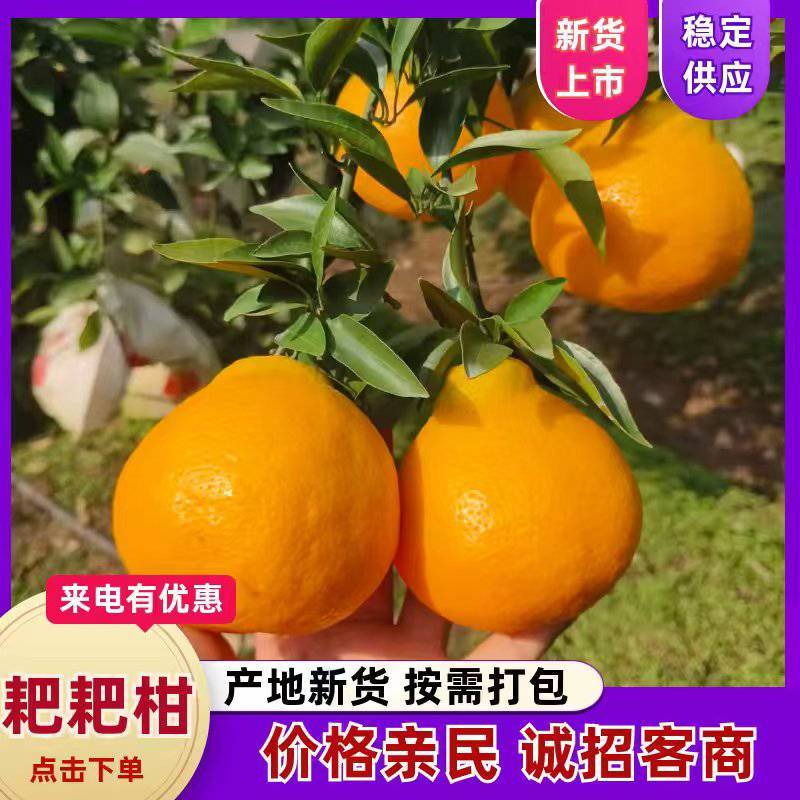 耙耙柑