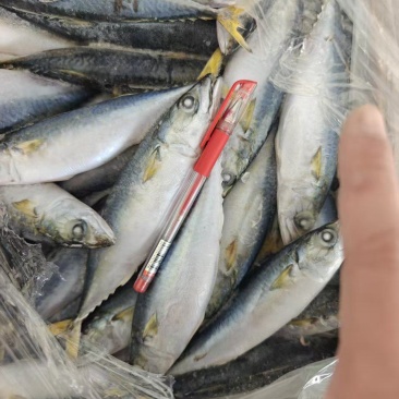罐头小鲐鲅鱼5/6条一斤，残次品，一件30斤，现货二柜