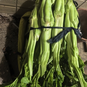 漳浦棒菜菜心