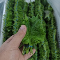 苏子叶整箱10000片日料三文鱼配菜盘饰花草
