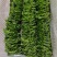 苏子叶整箱10000片日料三文鱼配菜盘饰花草