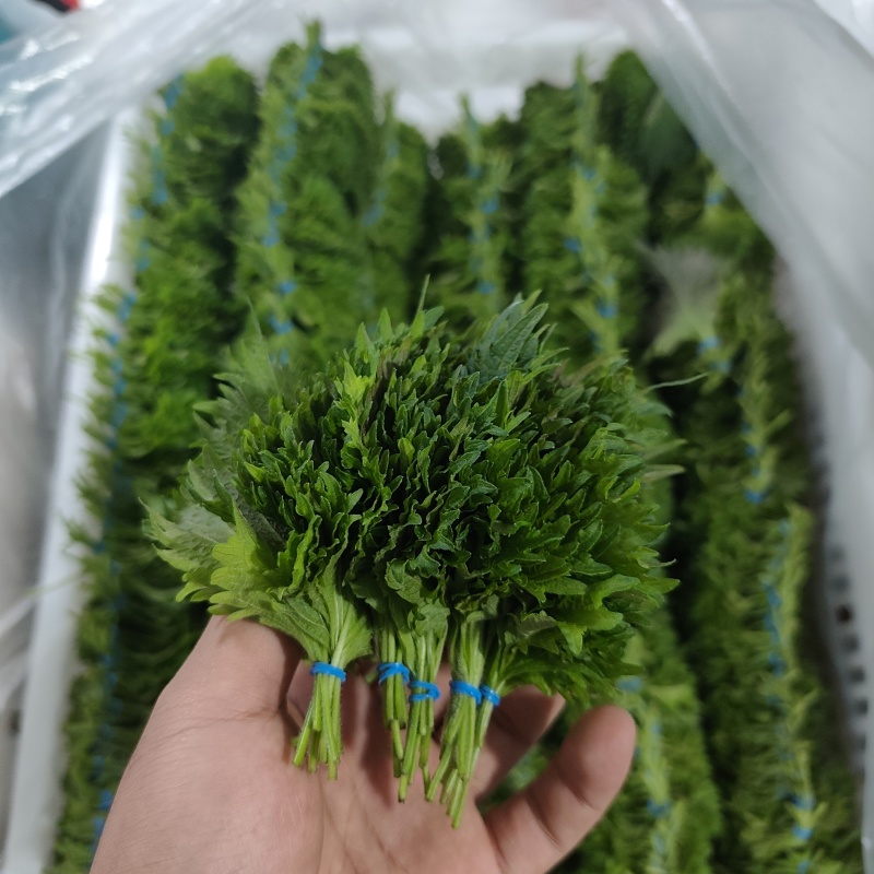 苏子叶整箱10000片日料三文鱼配菜盘饰花草