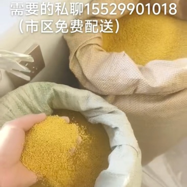 陕北榆林香谷小米