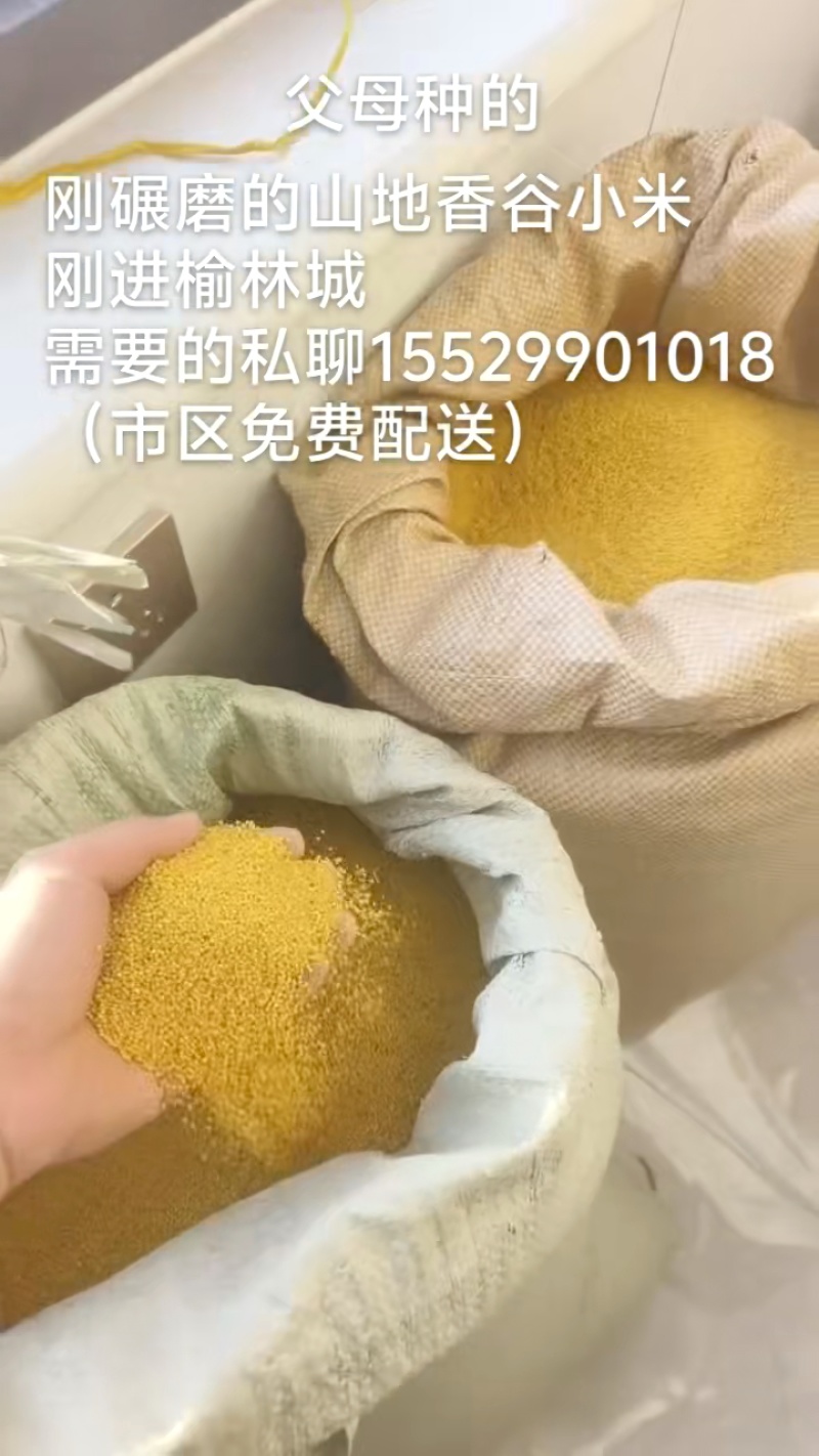 陕北榆林香谷小米