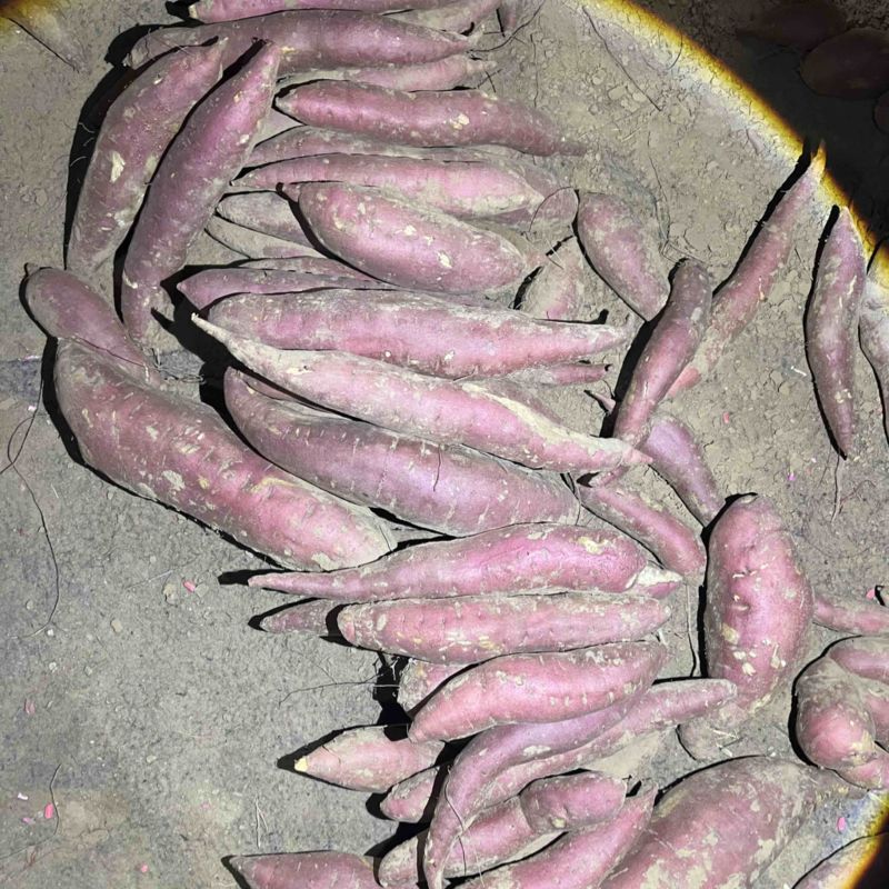 辽宁凌海沙地西瓜红大量供应
