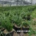 开花浓香的原生蕙兰九节兰下坡兰花苗耐寒皮实易活带花苞多购优惠