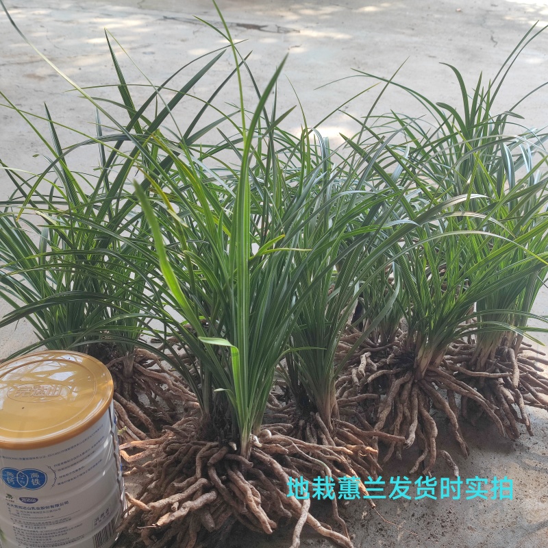 开花浓香的原生蕙兰九节兰下坡兰花苗耐寒皮实易活带花苞多购优惠