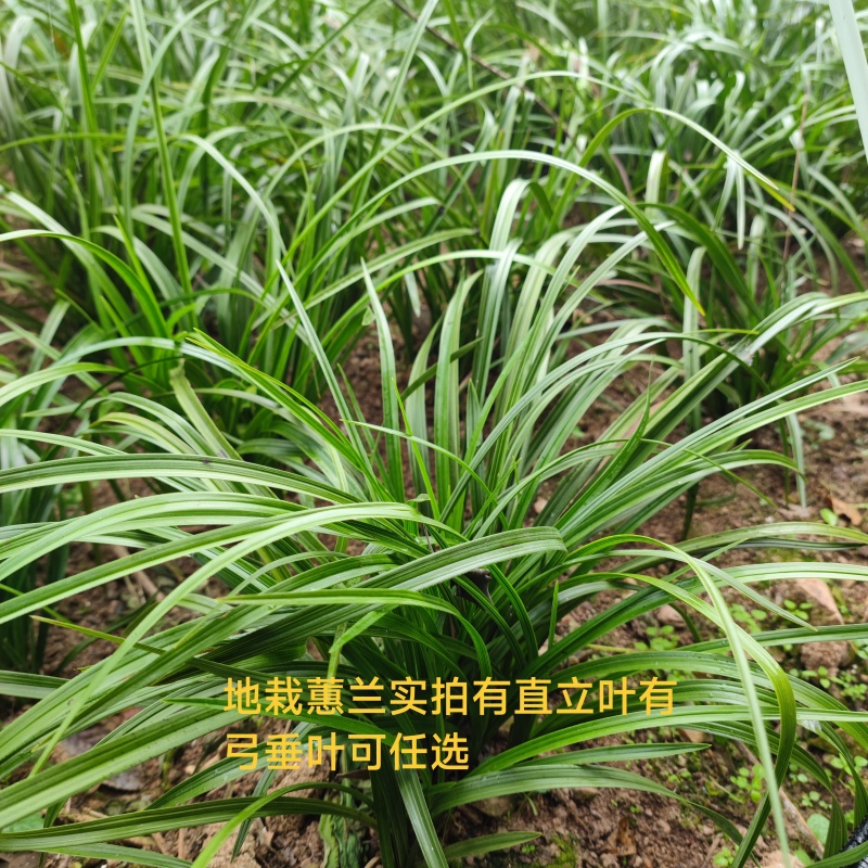 开花浓香的原生蕙兰九节兰下坡兰花苗耐寒皮实易活带花苞多购优惠