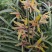 开花浓香的原生蕙兰九节兰下坡兰花苗耐寒皮实易活带花苞多购优惠