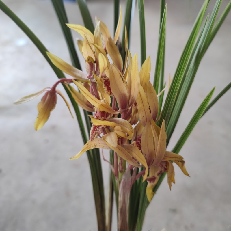 开花浓香的原生蕙兰九节兰下坡兰花苗耐寒皮实易活带花苞多购优惠