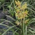 开花浓香的原生蕙兰九节兰下坡兰花苗耐寒皮实易活带花苞多购优惠