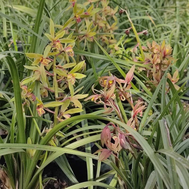 开花浓香的原生蕙兰九节兰下坡兰花苗耐寒皮实易活带花苞多购优惠