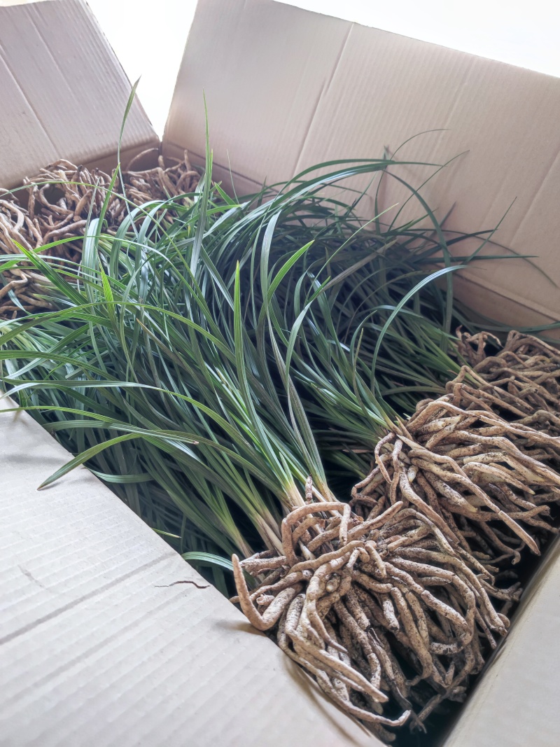 开花浓香的原生蕙兰九节兰下坡兰花苗耐寒皮实易活带花苞多购优惠