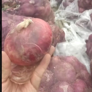 洋葱大量现货，质量保证，价格不高，支持全国发货