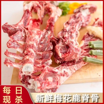 鹿脊骨头龙骨脊背骨新鲜脊骨脊柱骨头鹿脊骨煲老汤
