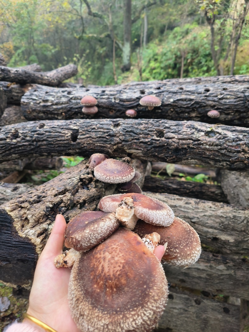 陕西汉中宁强县精品香菇