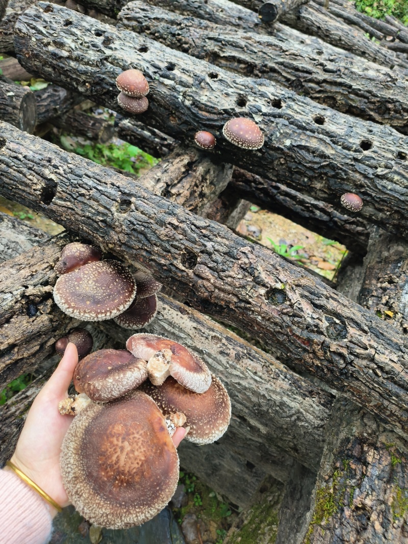 陕西汉中宁强县精品香菇