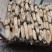 大通湖莲藕