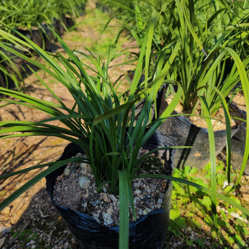 下坡兰花草开花浓香随州蕙兰春兰盆栽熟草绿植花卉盆景兰花苗