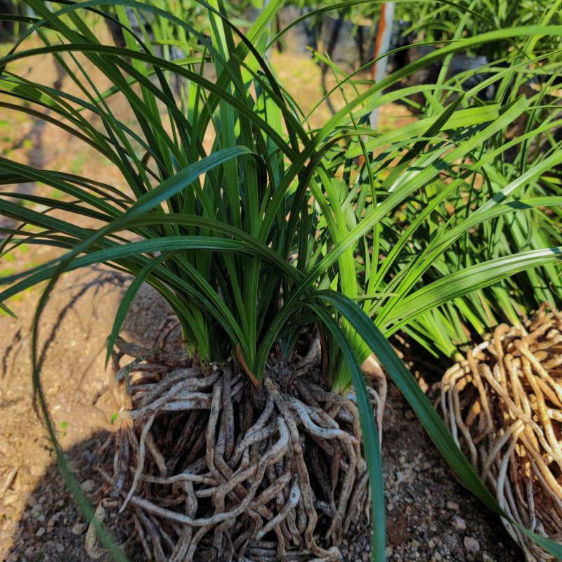 下坡兰花草开花浓香随州蕙兰春兰盆栽熟草绿植花卉盆景兰花苗