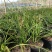 下坡兰花草开花浓香随州蕙兰春兰盆栽熟草绿植花卉盆景兰花苗