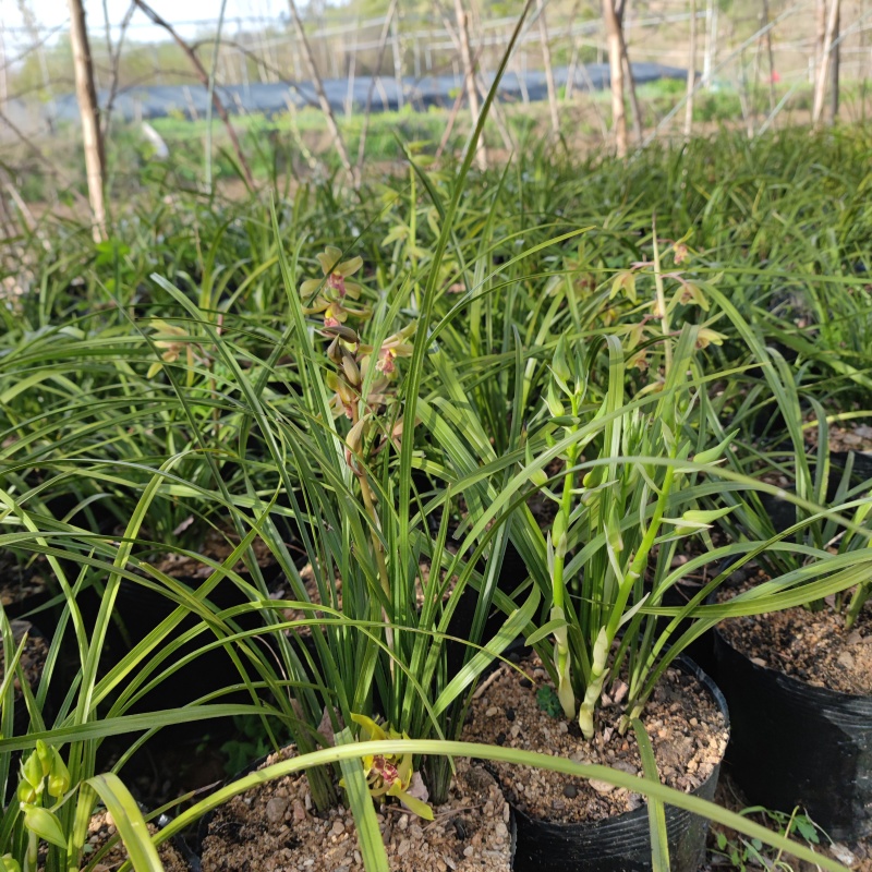 下坡兰花草开花浓香随州蕙兰春兰盆栽熟草绿植花卉盆景兰花苗