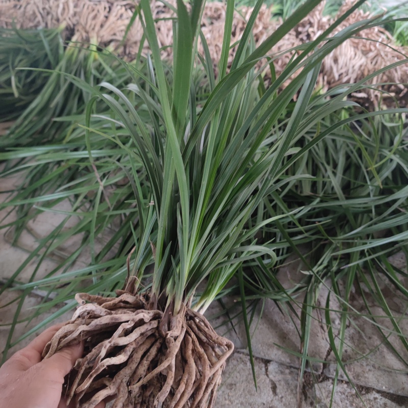 下坡兰花草开花浓香随州蕙兰春兰盆栽熟草绿植花卉盆景兰花苗