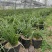 下坡兰花草开花浓香随州蕙兰春兰盆栽熟草绿植花卉盆景兰花苗