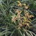 下坡兰花草开花浓香随州蕙兰春兰盆栽熟草绿植花卉盆景兰花苗