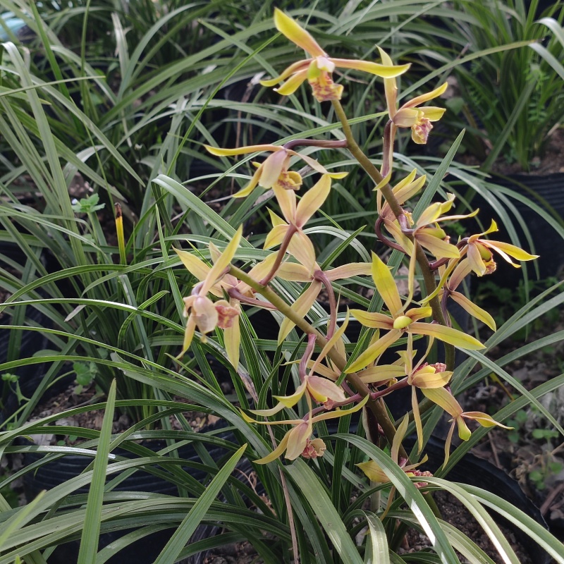 下坡兰花草开花浓香随州蕙兰春兰盆栽熟草绿植花卉盆景兰花苗